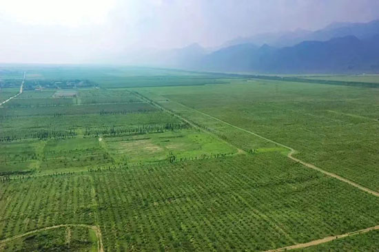 乌拉山植被1.jpg 乌拉山植被1.jpg